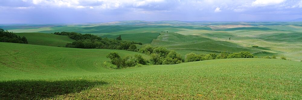 High angle view of a wheat field, Palouse Region, Whitman County, Washington State, USA