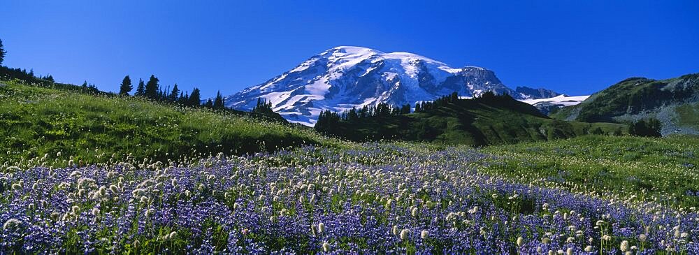 Wildflowers On A Landscape, Mt Rainier National Park, Washington State, USA