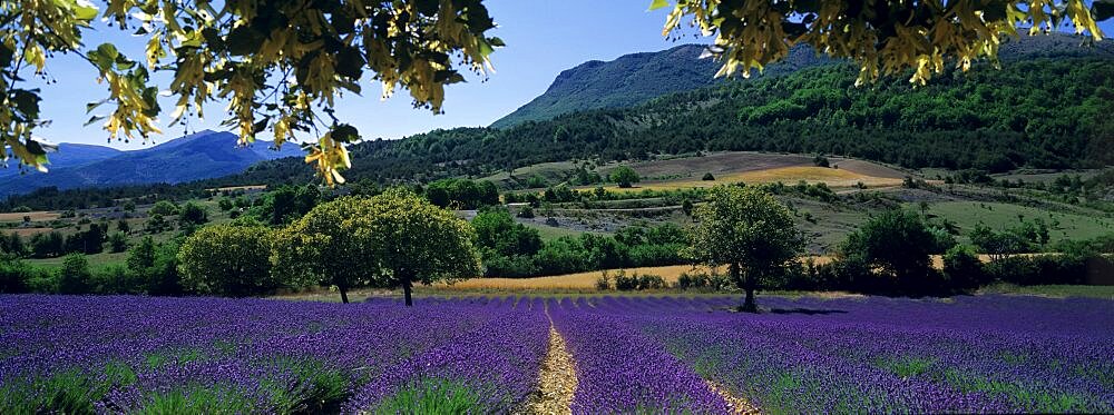 Mountain behind a lavender field, Provence, France