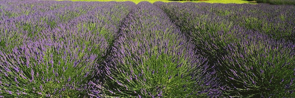 Field of lavender, Jardin Du Soleil, Sequim, Clallam County, Washington State, USA