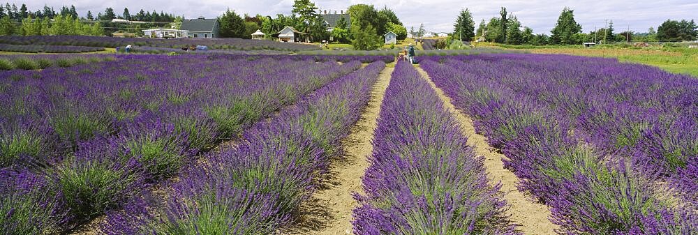 Field of lavender, Jardin Du Soleil, Sequim, Clallam County, Washington State, USA