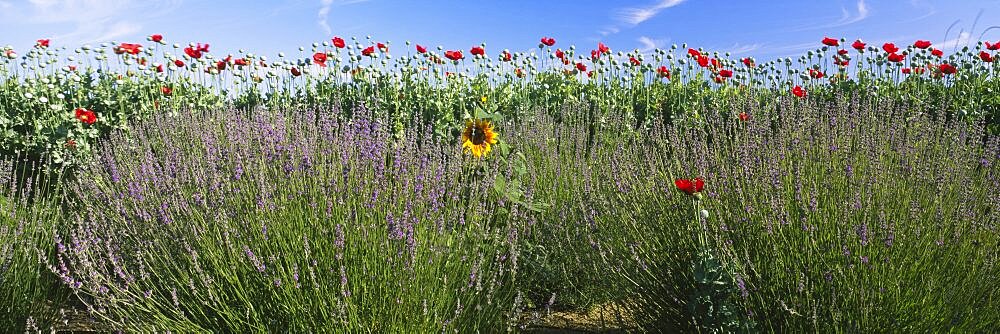 Flowers in a field, Sequim, Clallam County, Washington State, USA