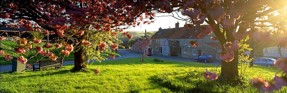 Trees On A Lawn, Muston Village, North Yorkshire, England, United Kingdom