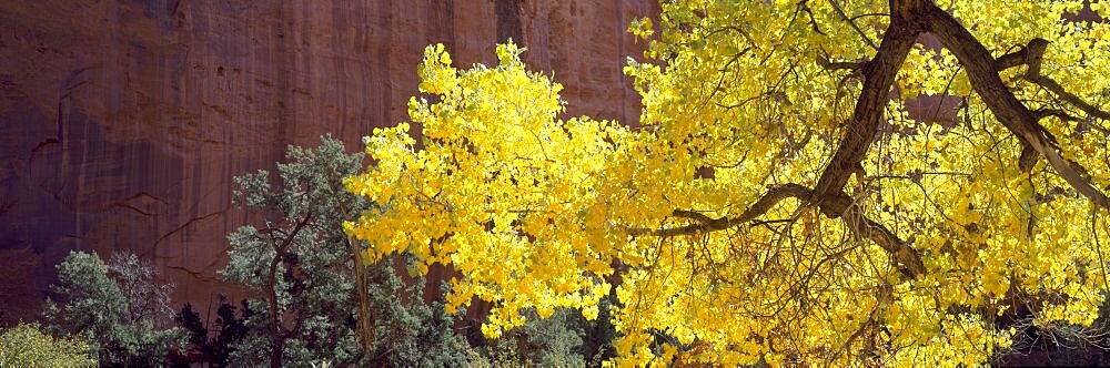 Backlit Cottonwood near Capitol Reef National Park, UT, USA