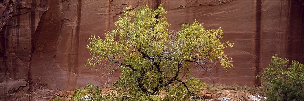 Single Cottonwood against sandstone wall near Capitol Reef National Park, UT, NR