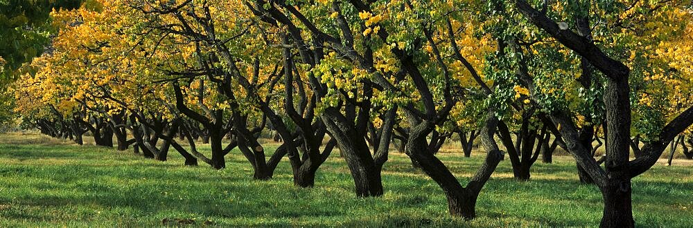 Row of trees in fruit Orchard, Capitol Reef National Park, UT, USA