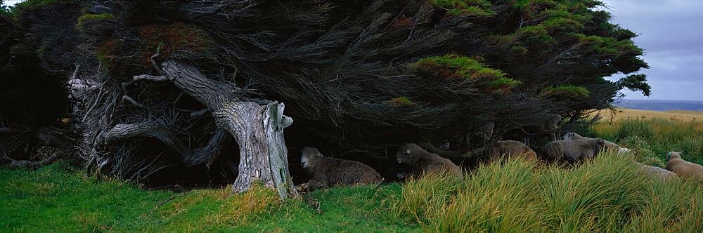 Sheep South Island New Zealand