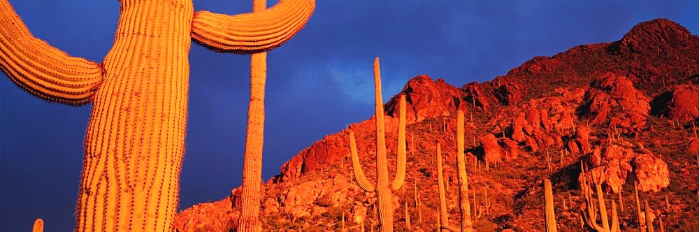 Saguaro Cactus Tucson AZ USA