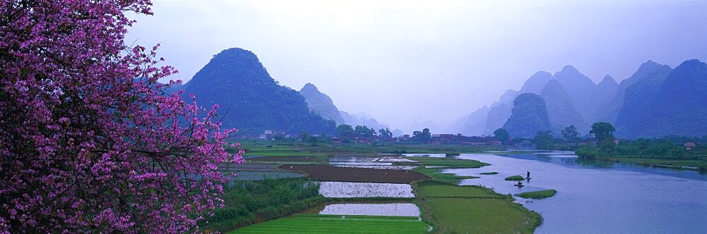 Rice Fields Guangxi Province China