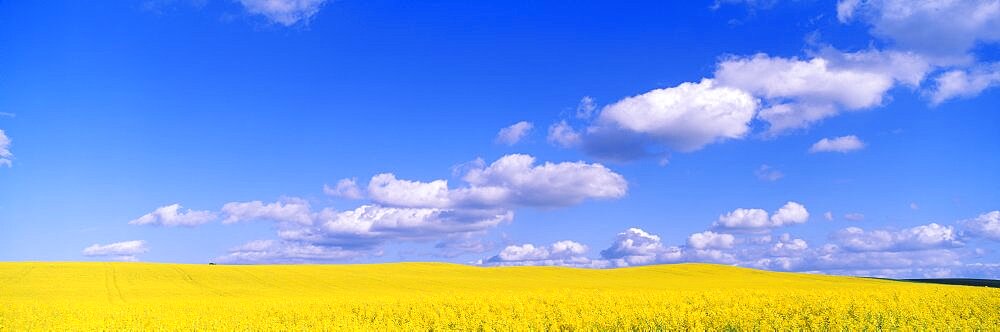 Rape Field Germany