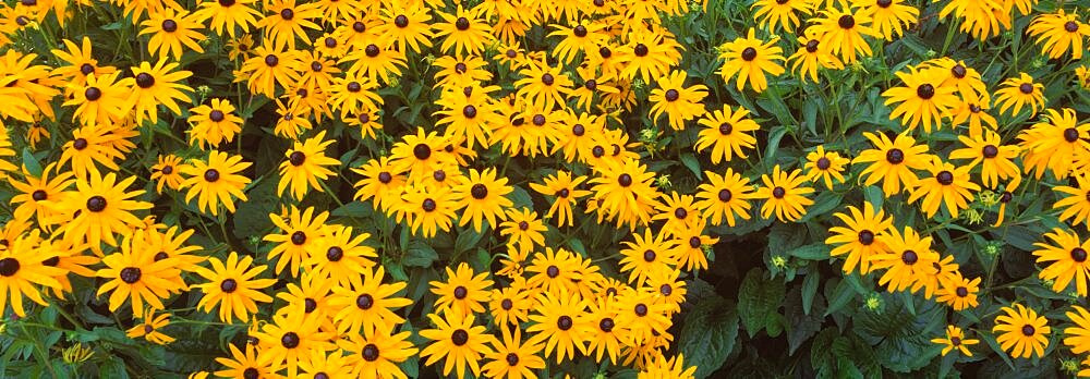 Black Eyed Susans