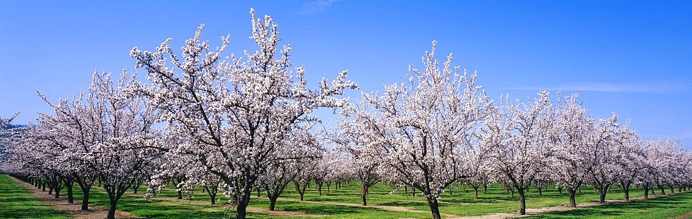 Almond Tree Orchard CA