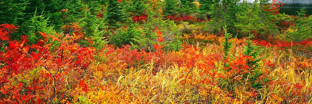 Autumn Snoqualmie National Forest WA