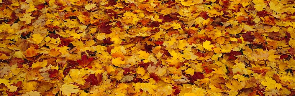 Close-up of fallen leaves, Pennsylvania, USA