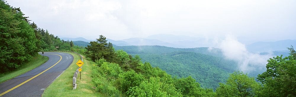 Trees along a road, Blue Ridge Parkway, North Carolina, USA