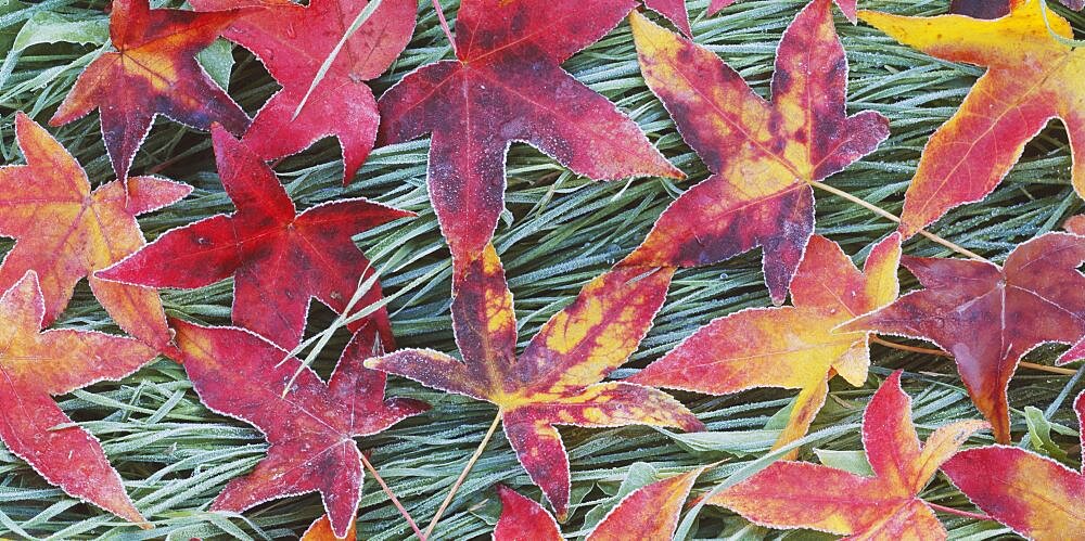 High angle view of leaves on grass, Sacramento, California, USA