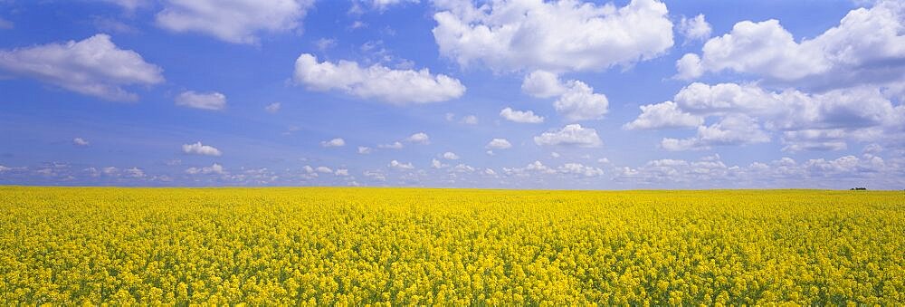 Field of canola plants, Cardston, Alberta, Canada