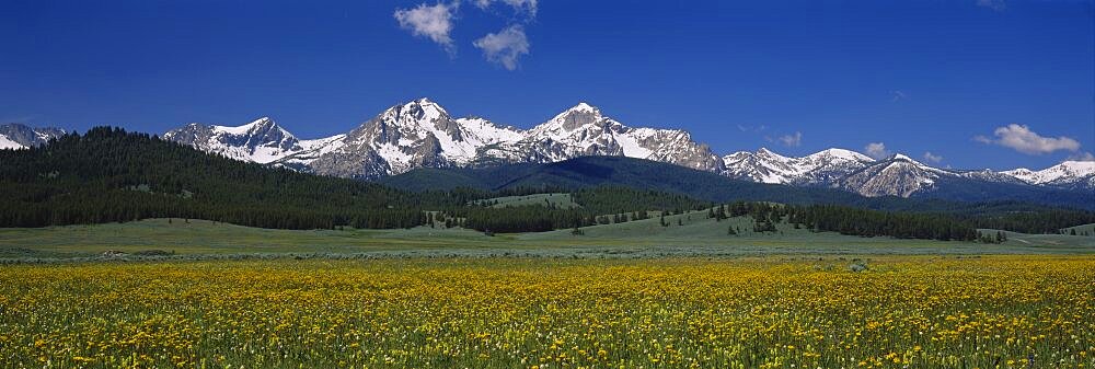 Flowers in a field, Sawtooth National Recreation Area, Stanley, Idaho, USA