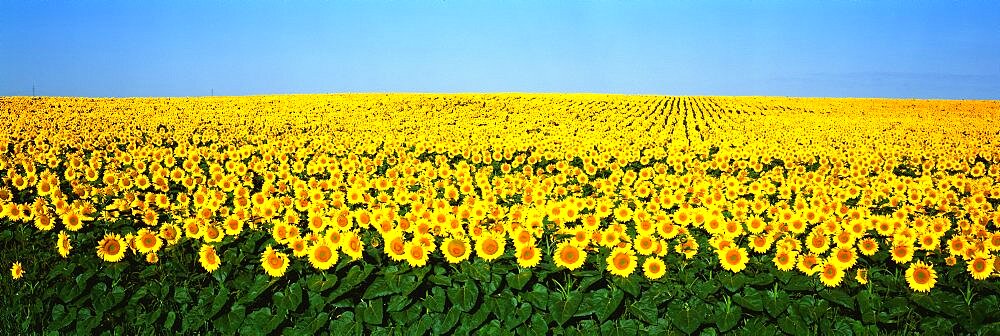 Sunflower Field ND USA