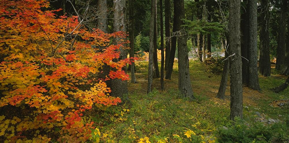 Trees in a forest, Mt Hood National Park, Oregon, USA