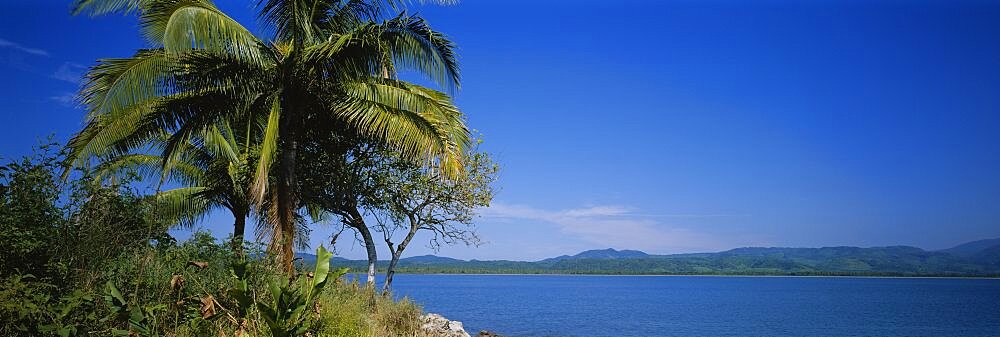 Low angle view of palm trees, San Blas Islands, Mexico