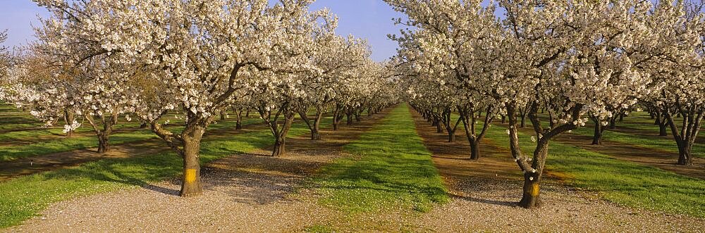 Trees in a row, Almond Tree, Sacramento, California, USA