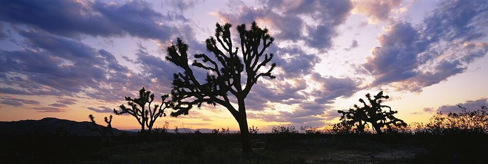 Silhouette of Joshua trees at sunset, Saddleback Buttes State Park, Lancaster, California, USA