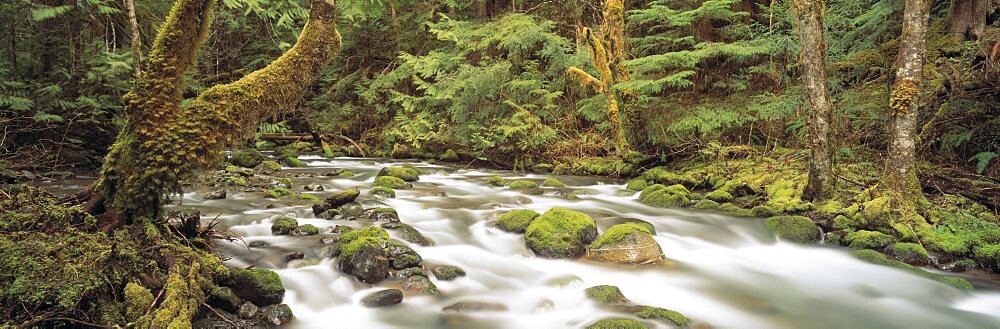 Big Quilcene River Olympic National Park WA USA