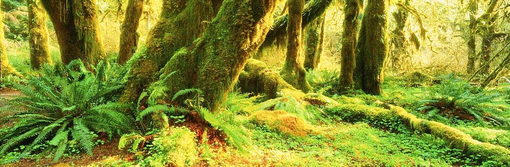 Hoh Rain Forest Olympic Peninsula WA