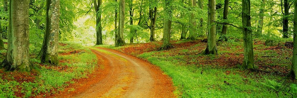 Forest Path