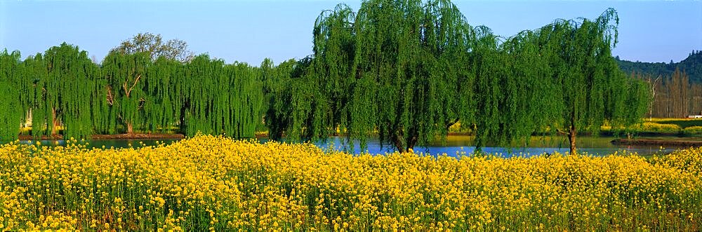 Mustard Plants Silverado Trail Napa County CA USA