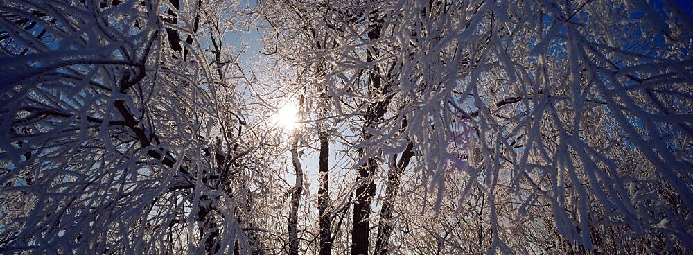 Low angle view of willow trees covered with snow, Lewis and Clark County, Montana, USA