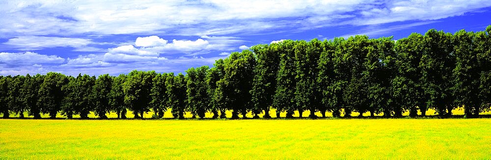 Row of Trees Uppland Sweden