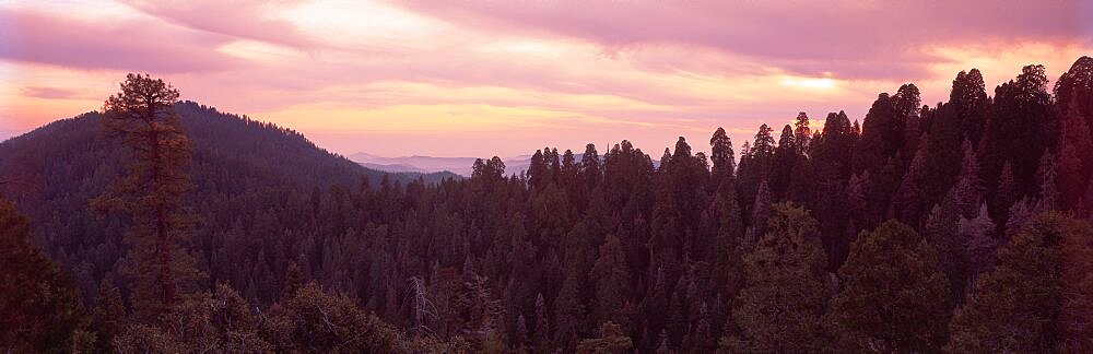 Evening Sequoia National Park CA