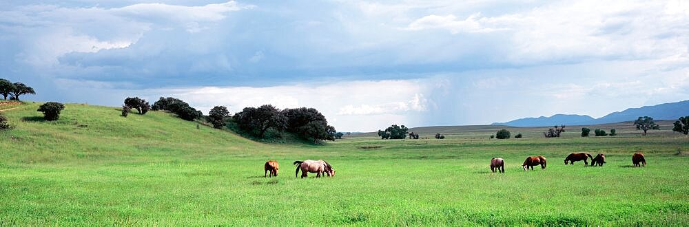 USA, Arizona, San Rafael Valley, horses grazing