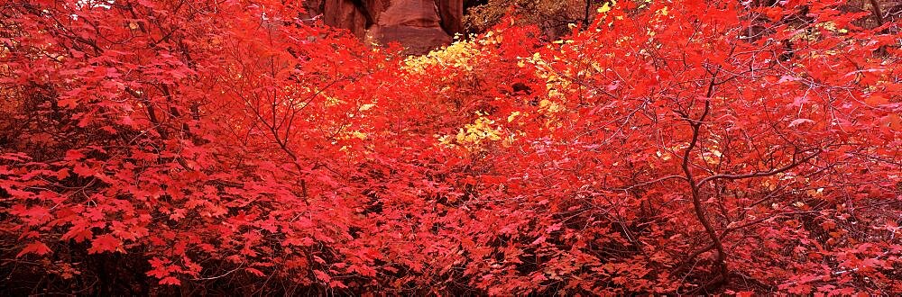 USA, Utah, Zion National Park, Fall Color