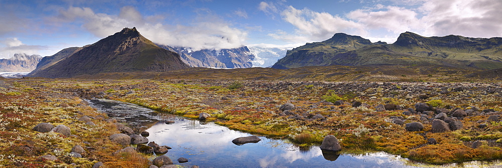 Arctic plants in autumn in Skaftafell National Park, Mount Hafrafell and Svinafellsjokull glacier in the distance, south-east Iceland (Austurland), Iceland, Polar Regions