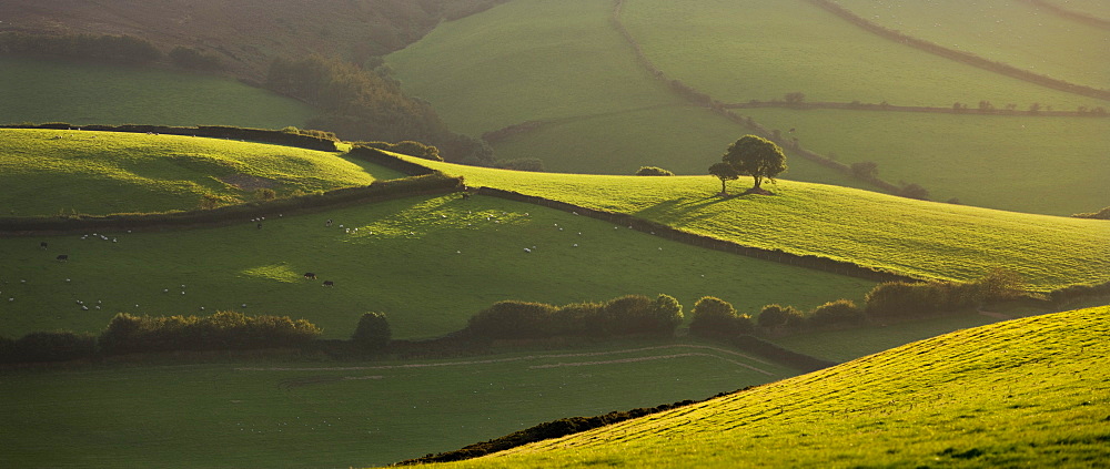 Rolling countryside near Oare, Exmoor National Park, Somerset, England, United Kingdom, Europe 