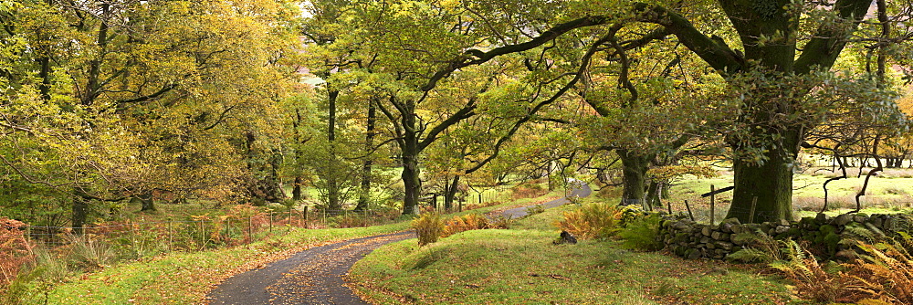 Winding country lane through trees, Newlands Valley, Lake District, England, United Kingdom, Europe