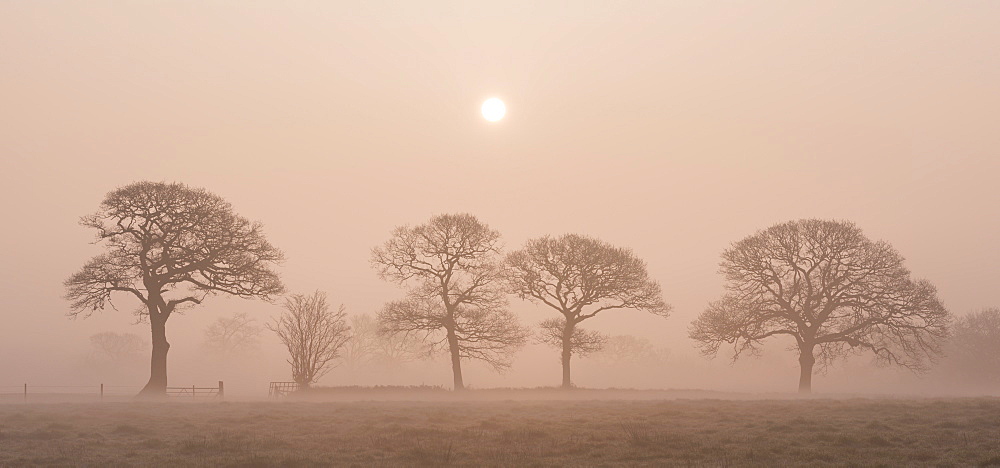 Sunrise on a foggy winter morning in Devon countryside, England, United Kingdom, Europe