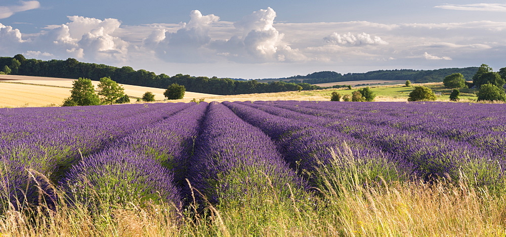 Lavender field in flower, Snowshill, Cotswolds, England, United Kingdom, Europe