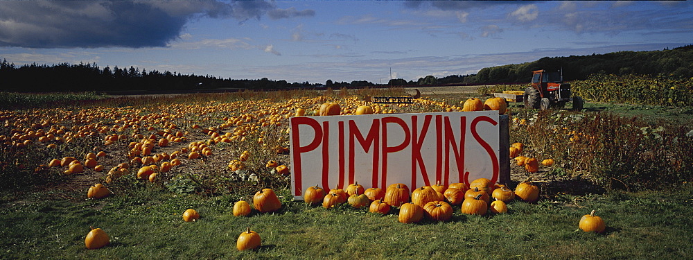 Pumpkin field, Seattle, Washington State, United States of America, North America