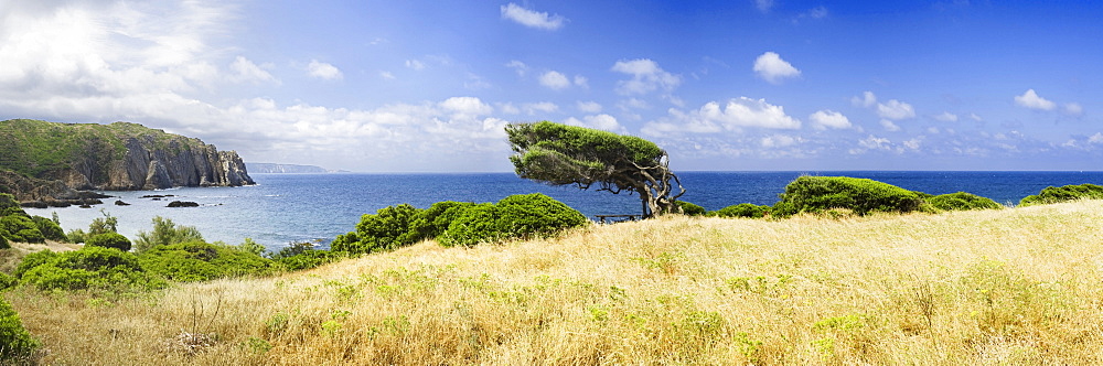 Windswept tree by the Bay of Buggerru on the west coast of Sardinia, Iglesiente Province, Sardinia, Italy, Europe