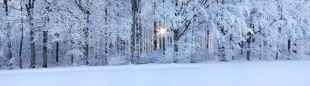 Snow-covered forest at sunrise, Swabian Alb, Baden-Wuerttemberg, Germany, Europe