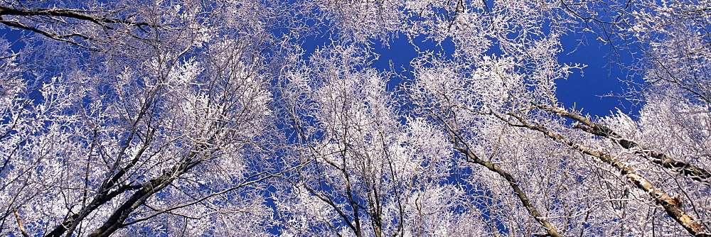 Hoar frost in winter on the Swabian Alb, Baden-Wuerttemberg, Germany, Europe