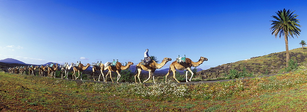 Camel caravan in volcanic landscape near Uga, Lanzarote, Canary Islands, Spain, Europe