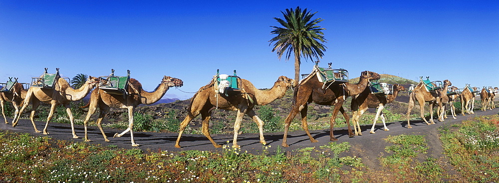 Camel caravan in volcanic landscape near Uga, Lanzarote, Canary Islands, Spain, Europe