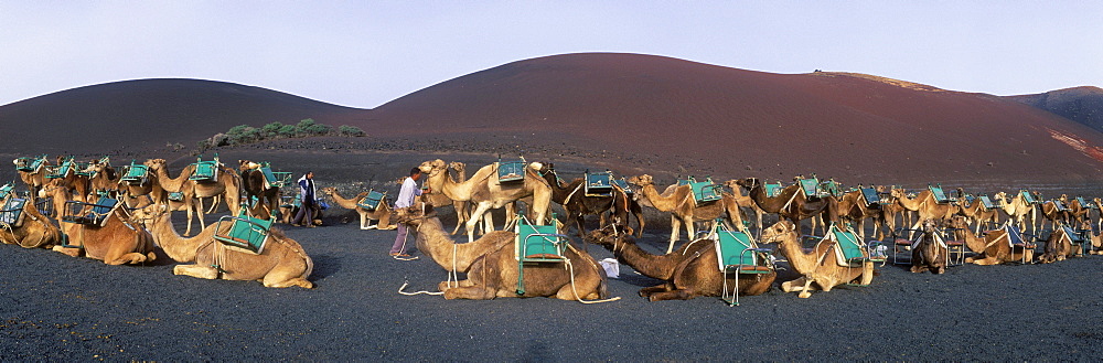 Camel caravan in the volcanic landscape of Montana del Fuego de Timanfaya National Park, Lanzarote, Canary Islands, Spain, Europe