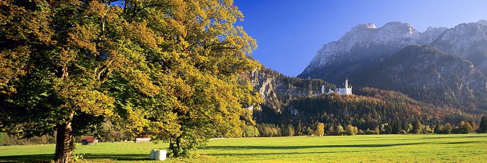 Schloss Neuschwanstein castle in autumn, at Fuessen, Ostallgaeu district, Bavaria, Germany, Europe