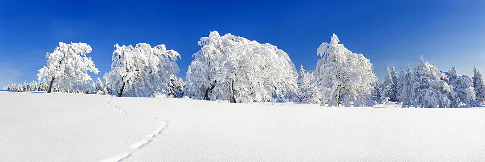 Snow covered beech trees, Schauinsland, Black Forest, Baden-Wuerttemberg, Germany, Europe